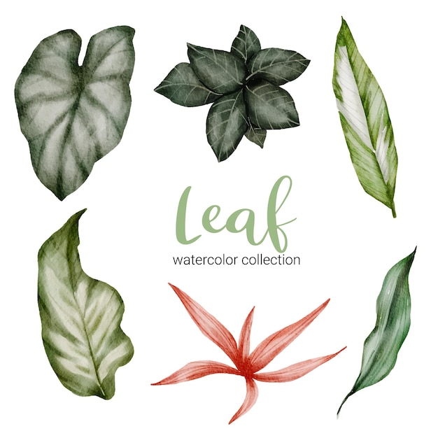 Vector gratuito conjunto de piezas separadas y unir a hermosas hojas de plantas en estilo de colores de agua, ilustración de acuarela