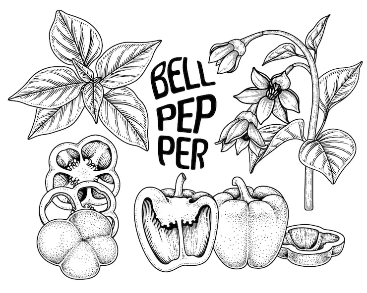 Vector gratuito conjunto de pimiento morrón elementos dibujados a mano ilustración botánica