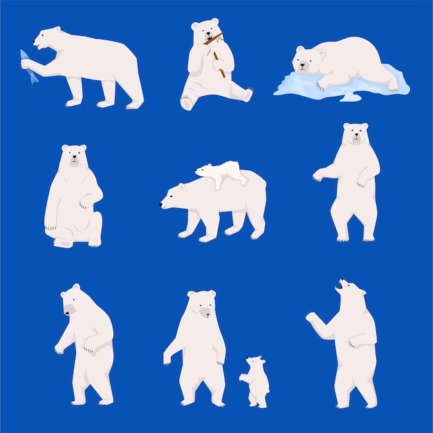 Conjunto plano de osos grizzly con vistas aisladas de osos blancos con cachorro caminando acostado atrapando peces ilustración vectorial