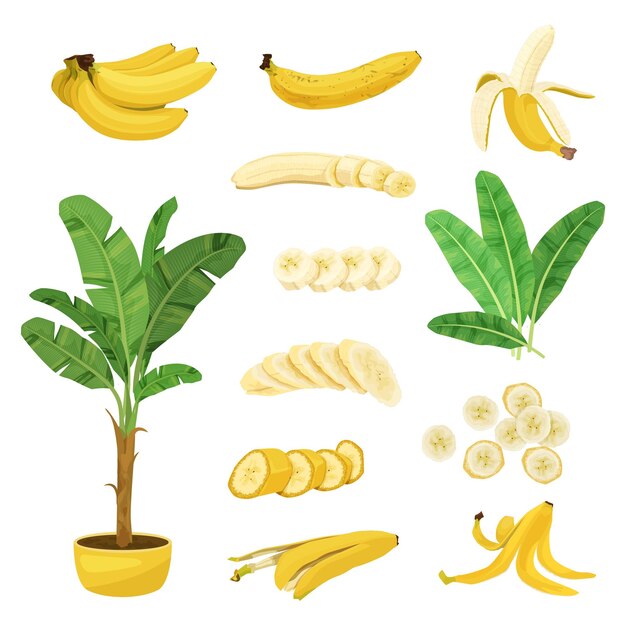 Conjunto plano de plátano con imágenes aisladas de hojas de plantas de maceta y frutas de plátano con ilustración vectorial de rodajas de piel