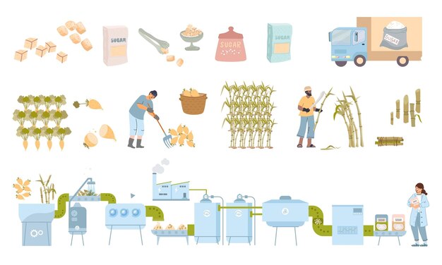 Conjunto plano de producción de azúcar con íconos aislados de cañas de remolacha que recolectan trabajadores línea de fábrica productos listos ilustración vectorial