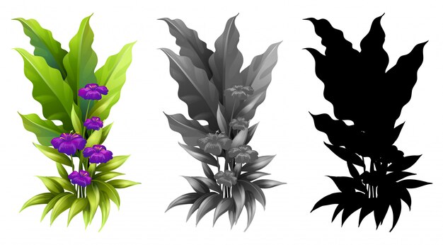 Conjunto de planta de flor.