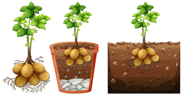 Conjunto de planta de papa con raíces aislado sobre fondo blanco.
