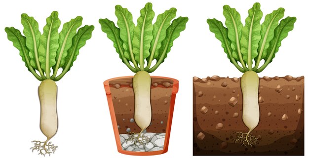Conjunto de planta de rábano con raíces aisladas sobre fondo blanco.