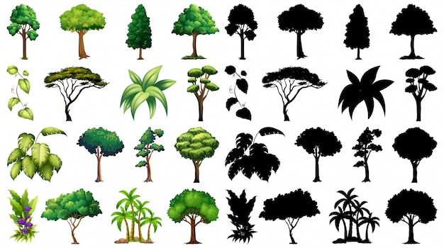 Conjunto de plantas y árboles con su silueta.