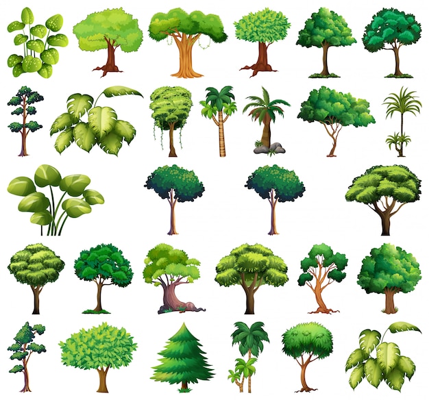 Vector gratuito conjunto de plantas y arboles variados