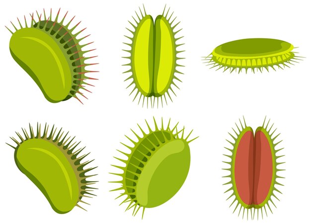 Conjunto de plantas atrapamoscas venus aisladas