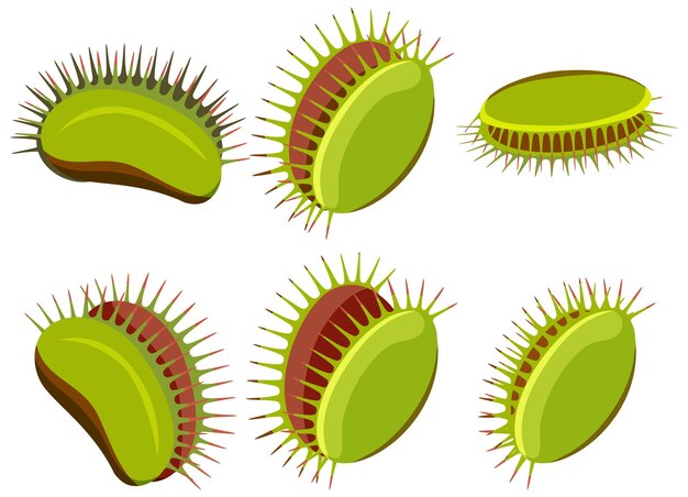 Conjunto de plantas atrapamoscas venus aisladas