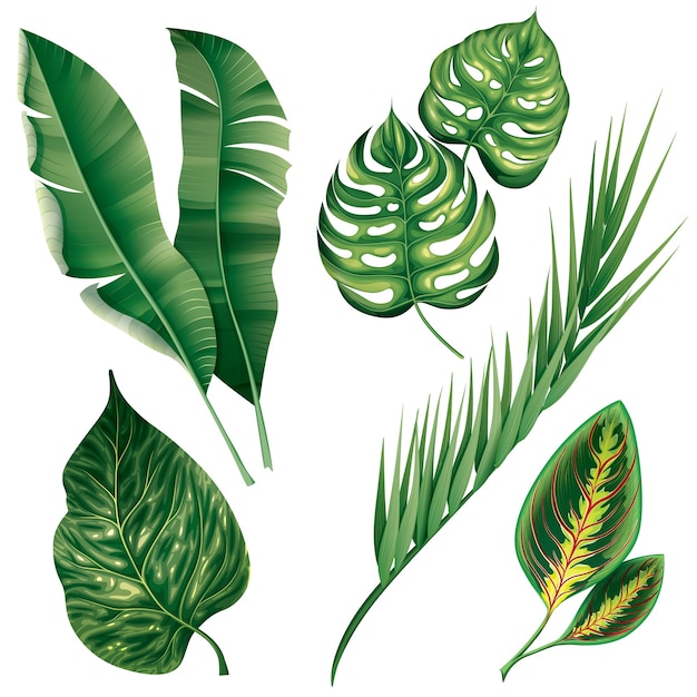 Conjunto de plantas de follaje botánico tropical realista
