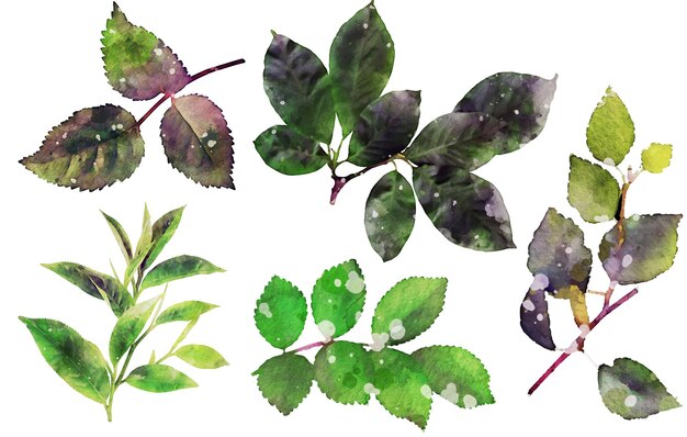 Vector gratuito conjunto de plantas de hojas pintadas con acuarela