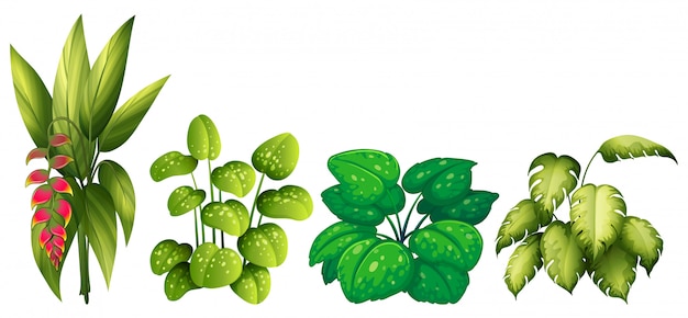 Vector gratuito conjunto de plantas ornamentales.