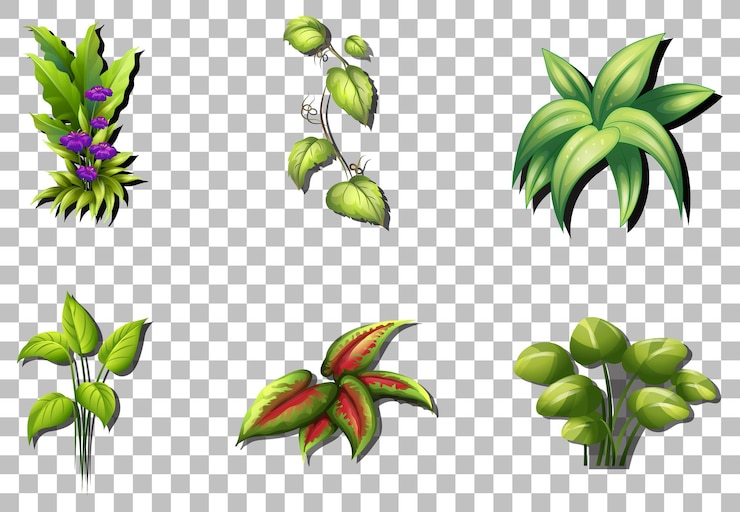 Vector gratuito conjunto de plantas variadas sobre fondo transparente