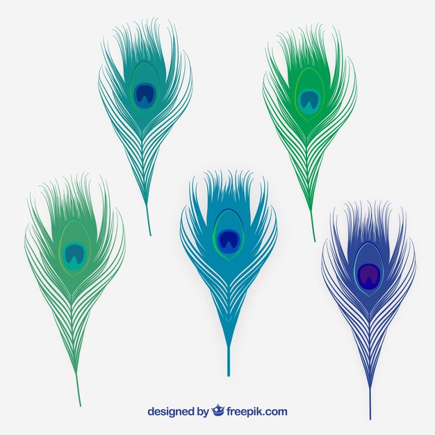 Conjunto de plumas de pavo real