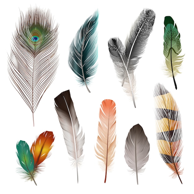 Conjunto de plumas realistas de aves.
