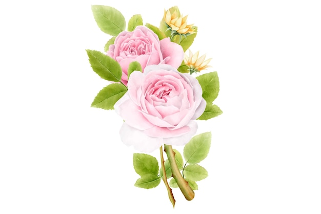 Conjunto de ramos de rosas acuarela dibujados a mano