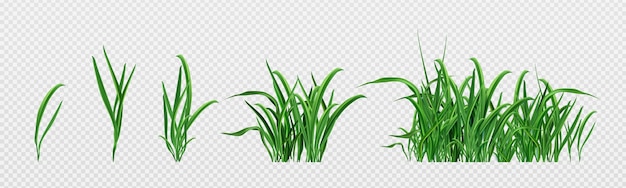 Vector gratuito conjunto realista de brotes de hierba verde