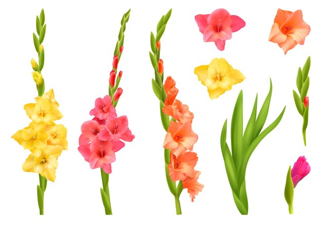 Conjunto realista de flores de gladiolo amarillo rosa y naranja con hojas aisladas ilustración vectorial