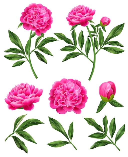 Vector gratuito conjunto realista de flores de peonía rosadas y hojas verdes ilustración vectorial aislada