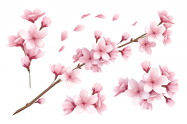 Vector gratuito conjunto realista de hermosas sakura ramas flores y pétalos ilustración