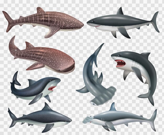 Conjunto realista de iconos de peces de tiburón sobre fondo transparente ilustración vectorial aislado