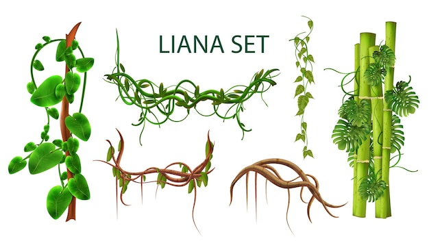 Conjunto realista de liana de ramas de enredadera y tallos de plantas exóticas que crecen en la ilustración vectorial aislada de la selva tropical