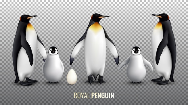 Vector gratuito conjunto realista de pingüino real con pollito y pájaros adultos en transparente