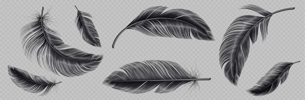 Conjunto realista de pluma negra png