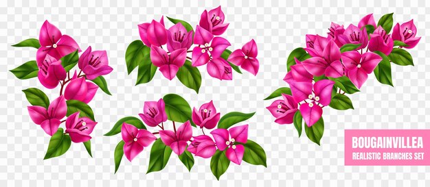 Conjunto realista de ramas de buganvillas con flores moradas aislado en la ilustración de vector de fondo transparente