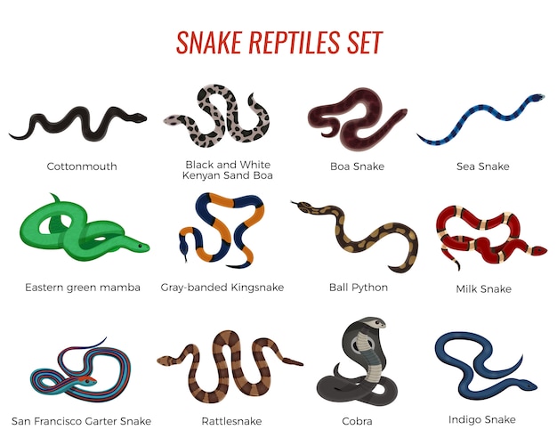 Conjunto de reptiles serpientes