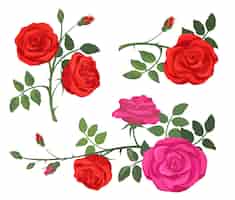 Vector gratuito conjunto de rosas rojas y moradas