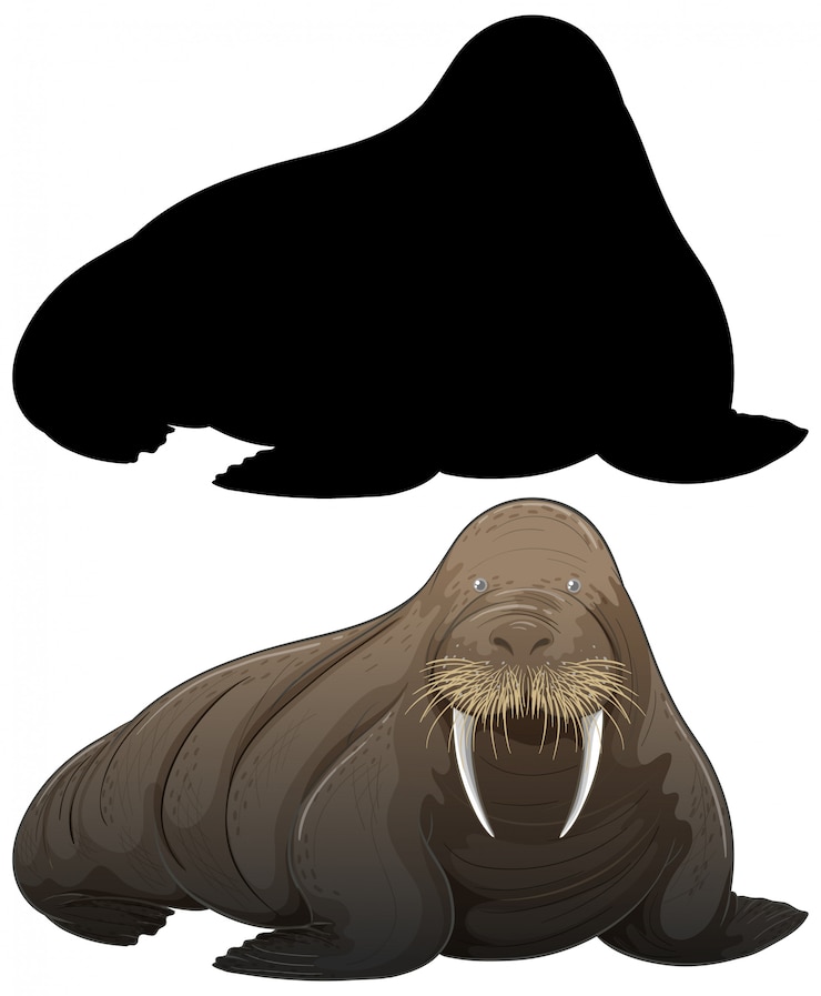 Vector gratuito conjunto de silueta de morsa