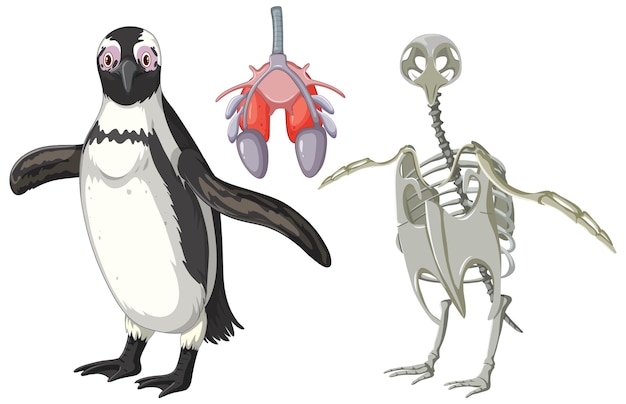 Vector gratuito conjunto de sistema esquelético y sistema respiratorio de pingüino.