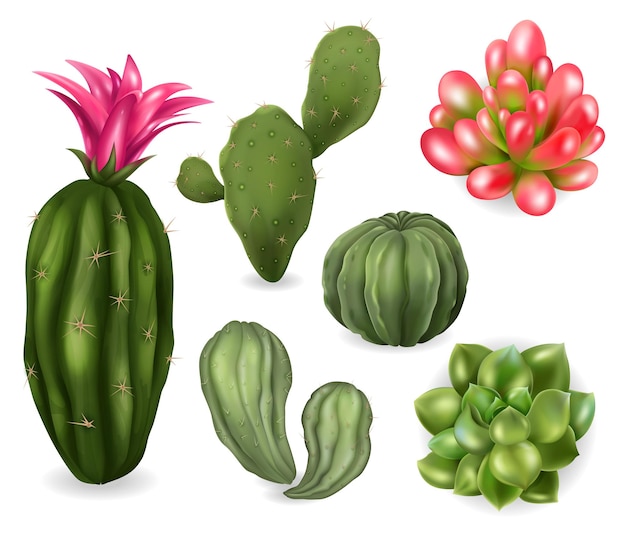 Conjunto suculento de cactus realista con imágenes aisladas de plantas de cactus con flores de agujas en la ilustración de vector de fondo en blanco