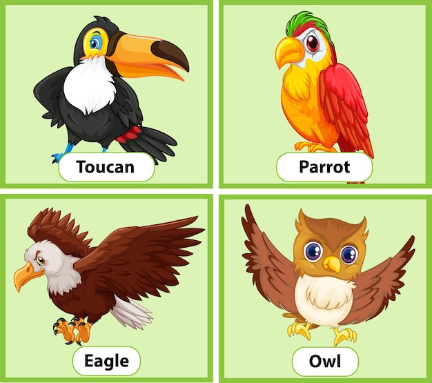 Vector gratuito conjunto de tarjeta educativa de palabras en inglés de pájaros