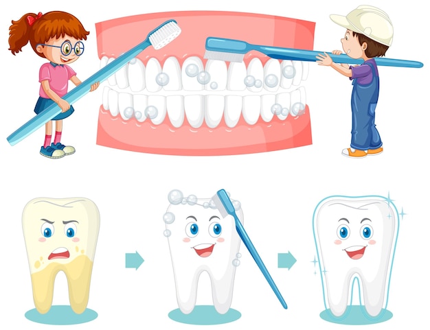 Vector gratuito conjunto de todo tipo de dientes sobre fondo blanco.