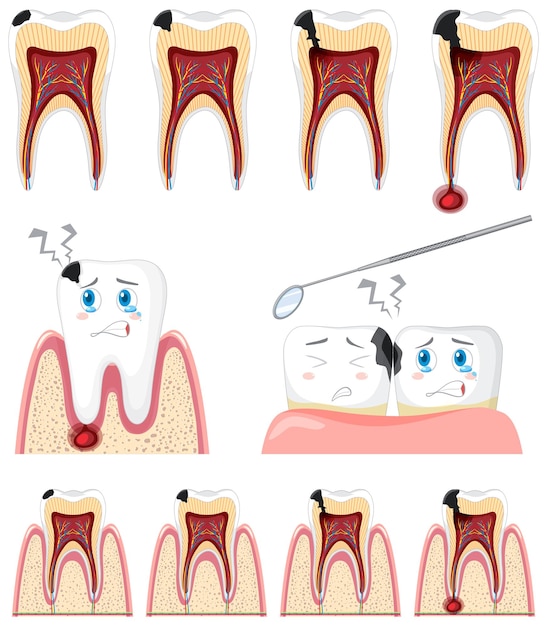 Vector gratuito conjunto de todo tipo de dientes sobre fondo blanco.