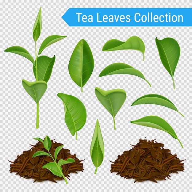 Vector gratuito conjunto transparente de hojas de té realista