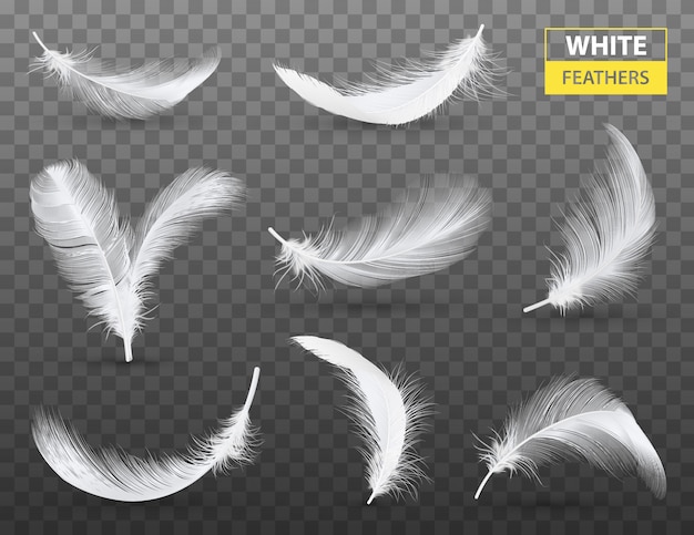 Conjunto transparente de plumas blancas