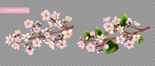 Conjunto transparente de rama de árbol frutal con flores ilustración vectorial aislada realista