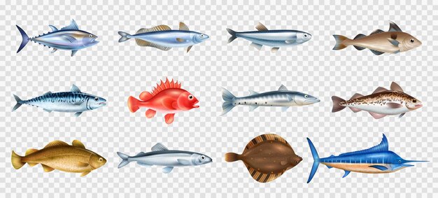 Conjunto transparente realista de peces marinos con símbolos de diferentes especies ilustración vectorial aislada