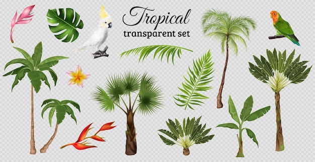 Vector gratuito conjunto tropical con imágenes aisladas de hojas exóticas, plantas y árboles con loros en ilustración vectorial de fondo transparente