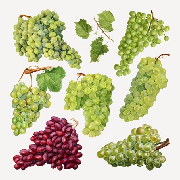 Conjunto de uva fresca natural dibujada a mano