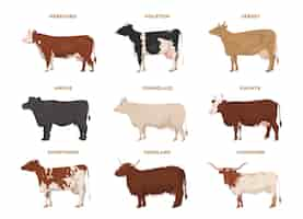 Vector gratuito conjunto de vaca hereford holstein jersey angus charolais kalmyk shorthorn highland longhorn ganado lechero