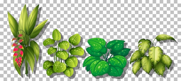 Vector gratuito conjunto de varias plantas sobre fondo transparente