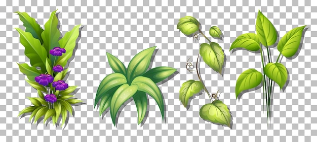 Vector gratuito conjunto de varias plantas sobre fondo transparente