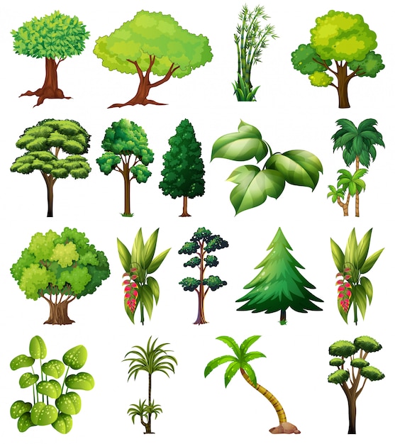 Vector gratuito conjunto de variedad de plantas y árboles.