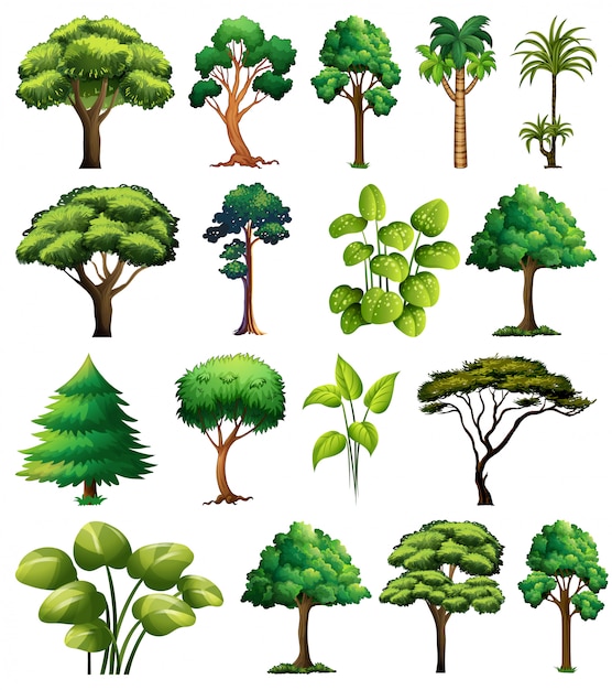 Conjunto de variedad de plantas y árboles.