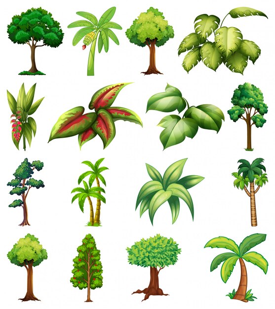Conjunto de variedad de plantas y árboles.