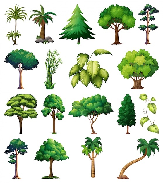 Conjunto de variedad de plantas y árboles.