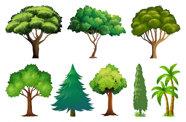 Conjunto de variedad de plantas y árboles.